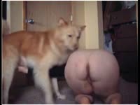 Big ass babe teaching her dog to fuck her pussy